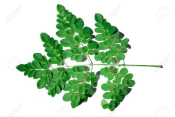 moringa